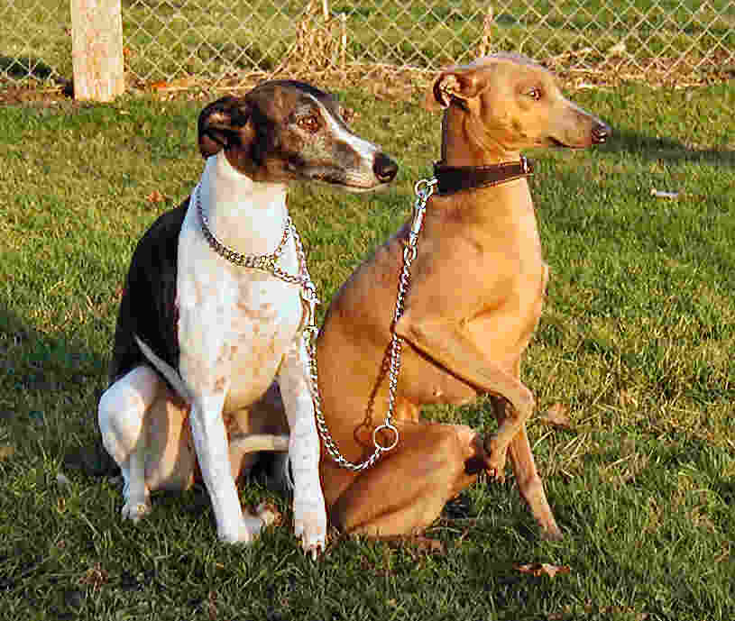 Fifi et Pristina Whippets_m