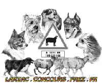 a_logo_larzccrs1_tlcv5t