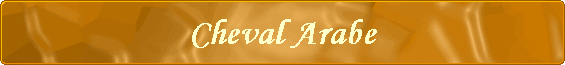 Cheval Arabe