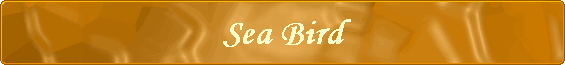 Sea Bird