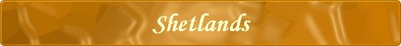 Shetlands