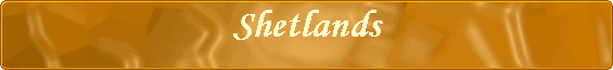 Shetlands
