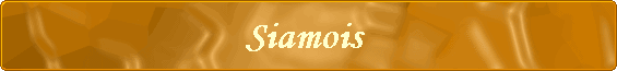Siamois 