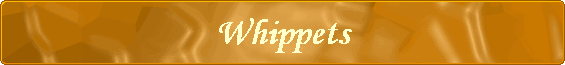 Whippets