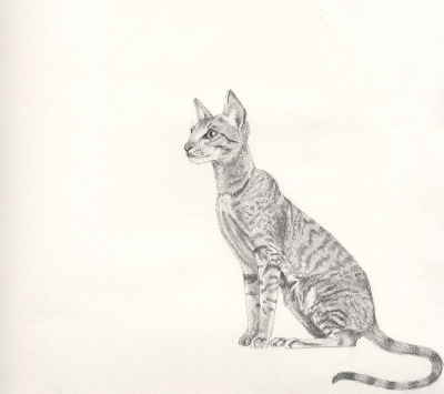 chat assis