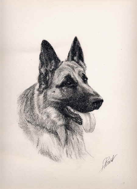 dessin BA Louvia
