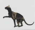 scanner isotope