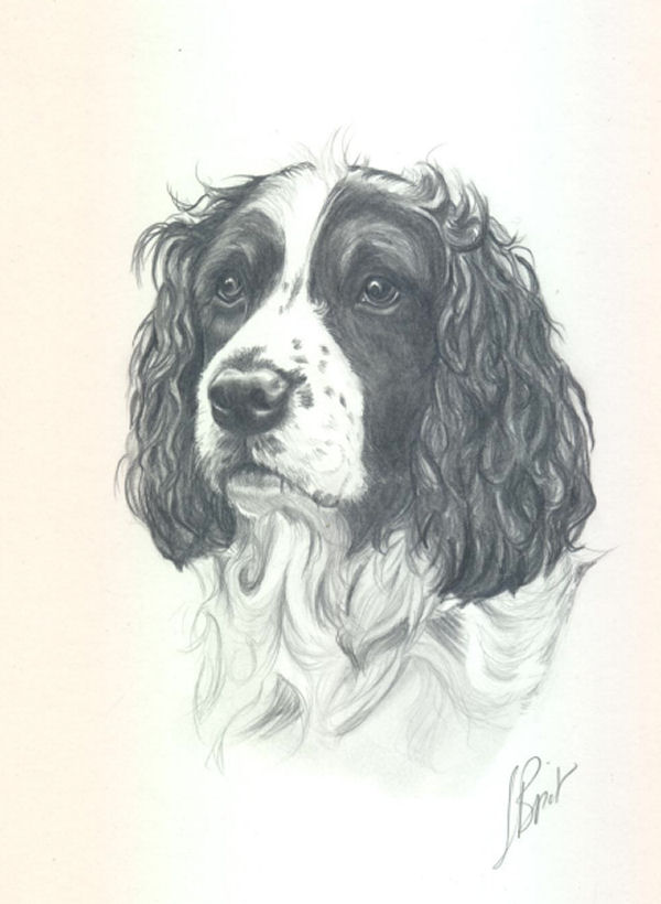 cocker_051216