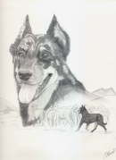db_beauceron1