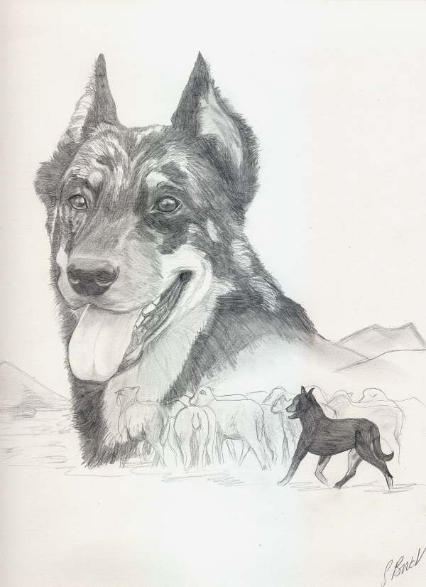 db_beauceron202