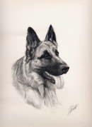 db_dessin_BA_Louvia1