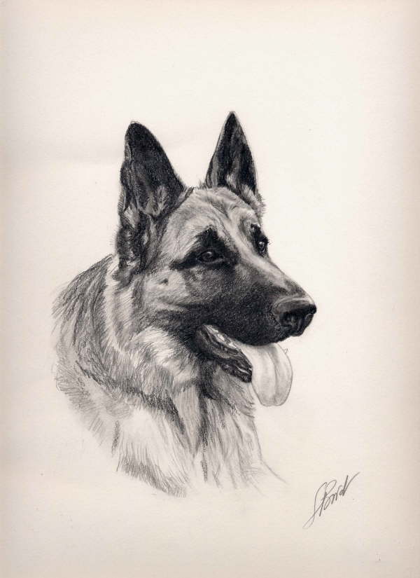db_dessin_BA_Louvia2