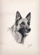 db_dessin_BA_Phedre1