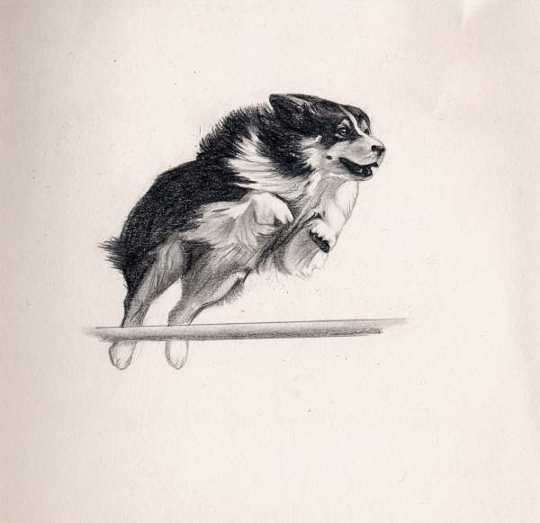db_dessin_Sophie_Patton_agility2