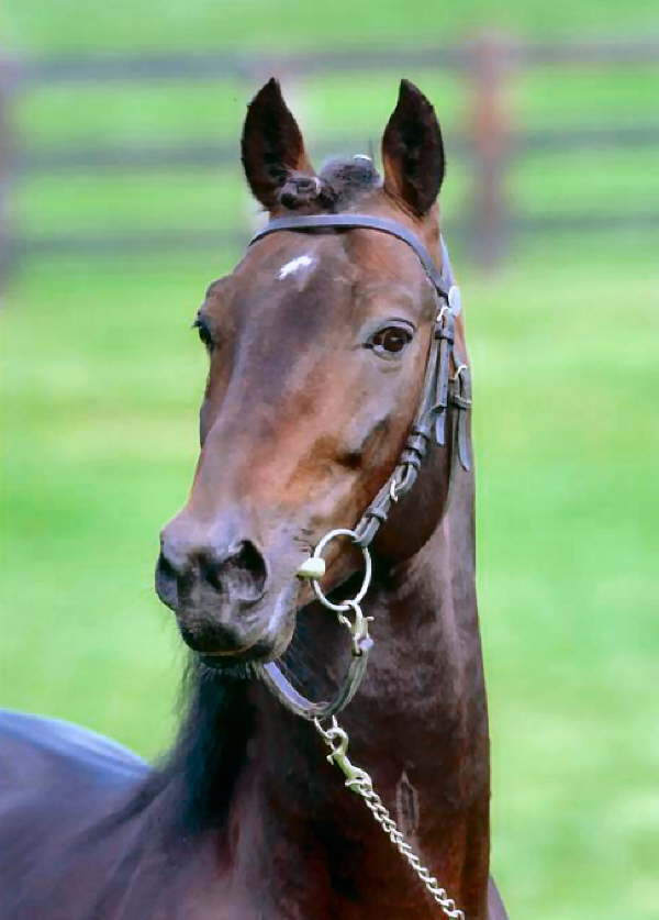 db_fighter_head0_photo202