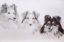 db_photos_shetlands_3