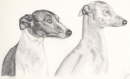 db_whippets21