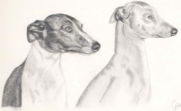 db_whippets22